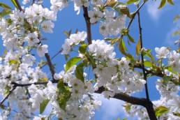 cherry blossom, spring featured