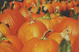pumpkins featured