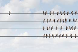a group of pigeon birds on a wire with one individual in the opposite direction, discrimination