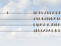 a group of pigeon birds on a wire with one individual in the opposite direction, discrimination